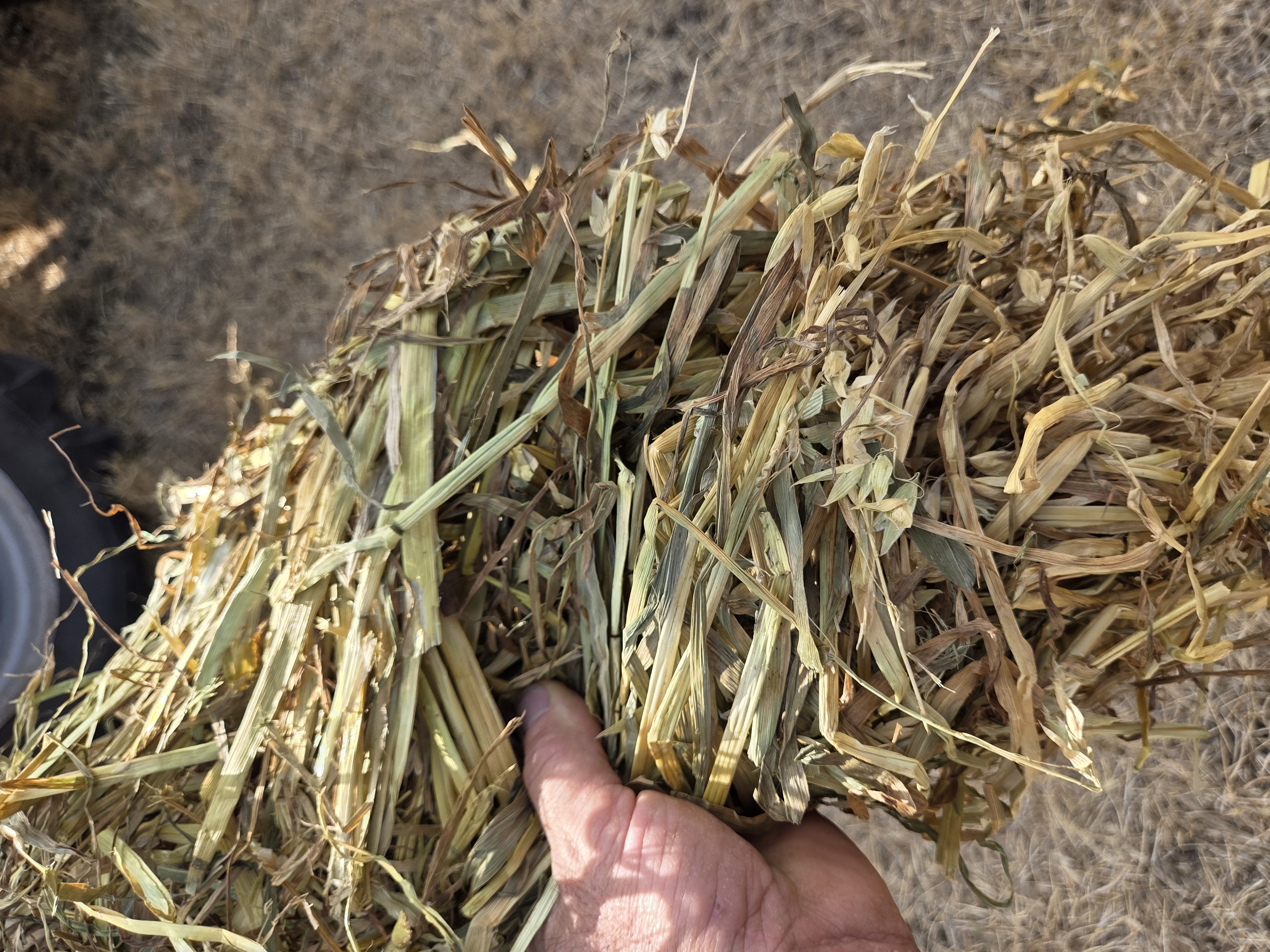 Oaten Hay 2